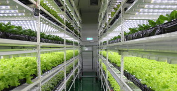 生物技術(shù)驅(qū)動(dòng)下的中國(guó)植物工廠 從追趕到引領(lǐng)的綠色革命